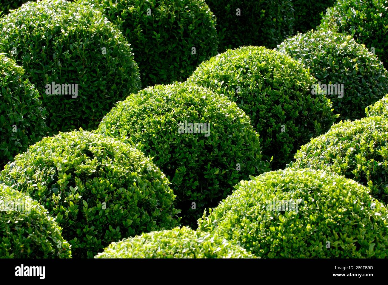 Scatola comune (Buxus sempervirens), sferica Foto Stock