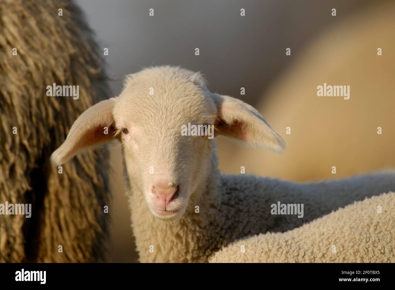 Pecora domestica (Ovis aries), agnello sul pascolo, Germania Foto Stock