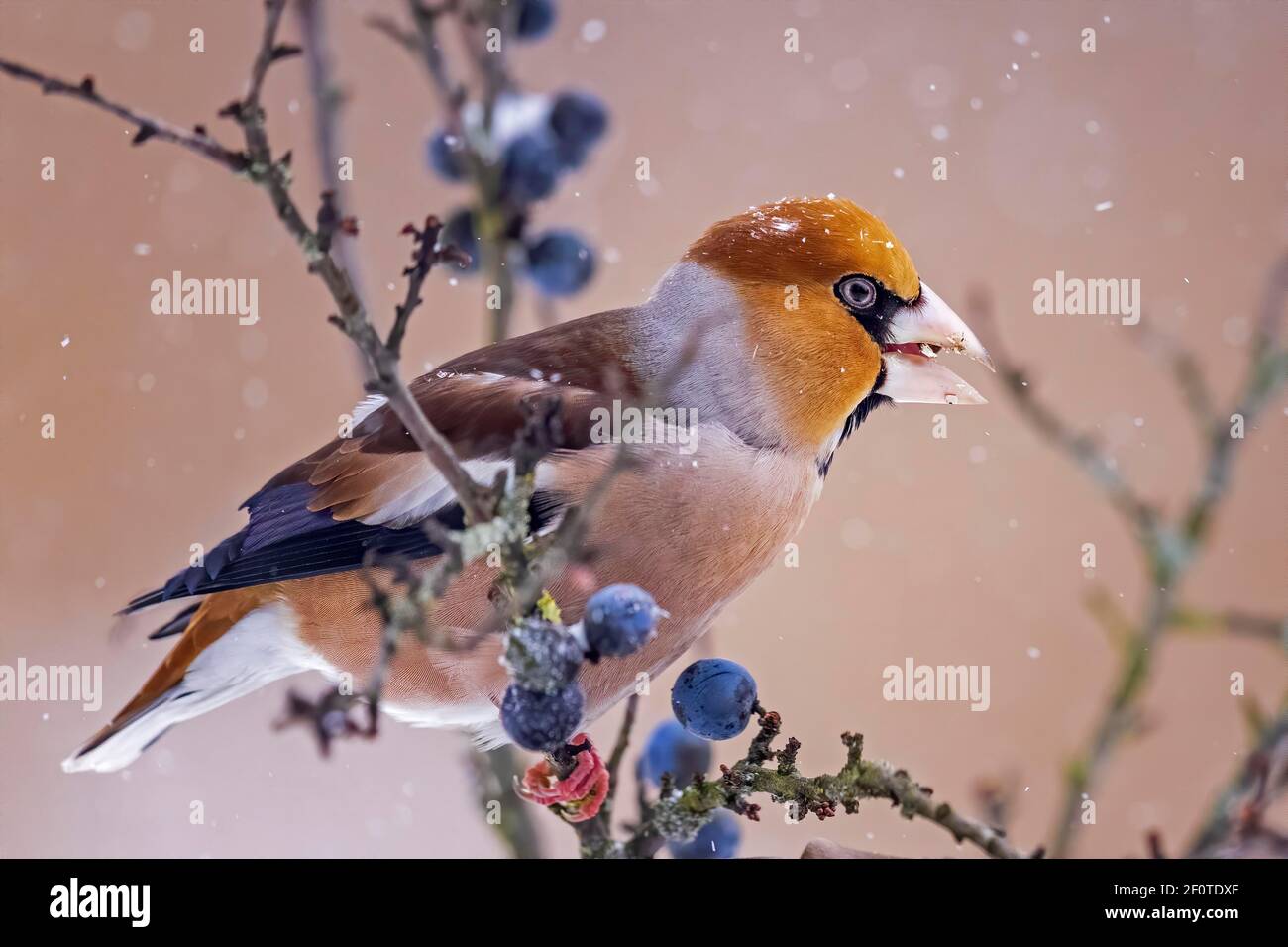 Hawfinch (Coccodraustes coccodraustes) che si nutre di una spina nera nella neve, Middle Elba Biosfera Reserve, Sassonia-Anhalt, Germania Foto Stock
