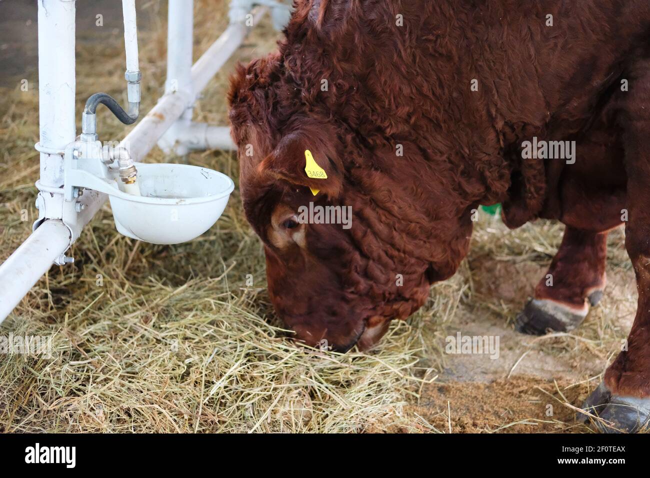 Il toro bruno mangia fieno nella fattoria casearia. Concetto di agricoltura, agricoltura e bestiame. Foto Stock