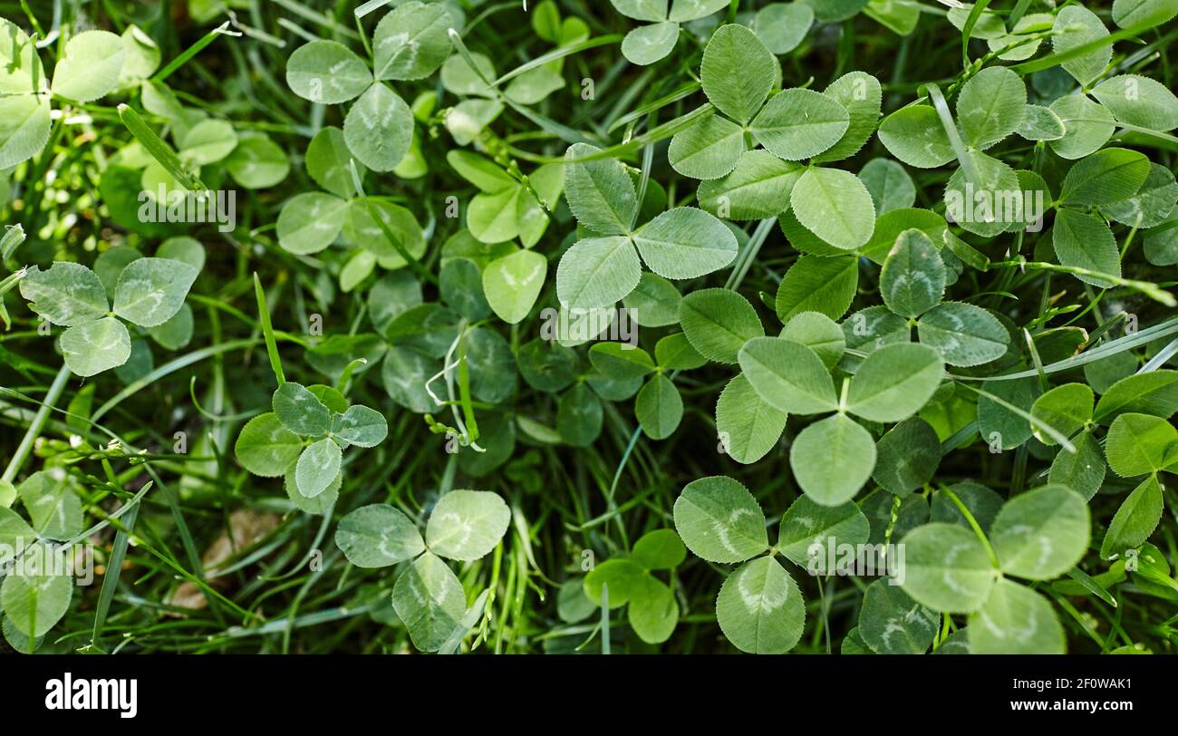 Trifogli di foglie. Piante per la buona fortuna al campo per il giorno di San Patrizio. Vista dall'alto Foto Stock
