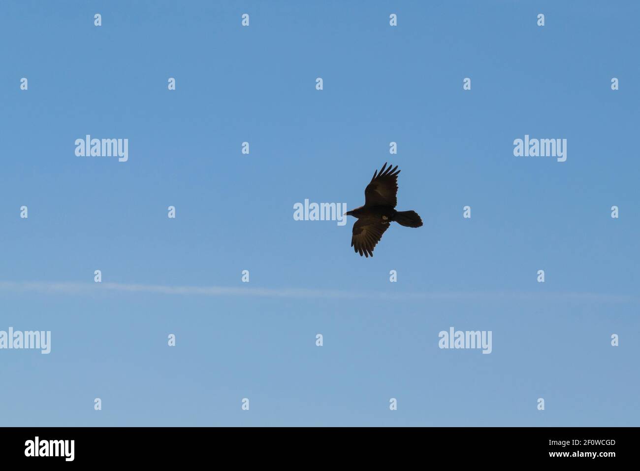 un corvo a collo marrone che si eleva sopra un getto sottile ruscello Nuvola al cratere Makhtesh Ramon in Israele con un sfondo blu chiaro Foto Stock