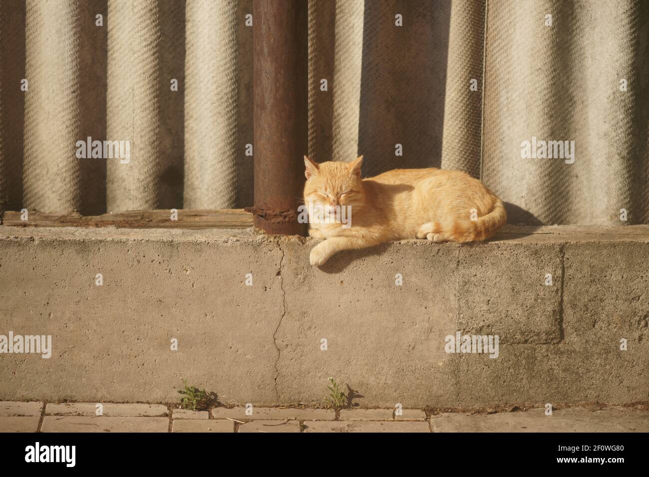 Bel gatto zenzero che riposa sulla recinzione di pietra in giornata di sole. Foto Stock