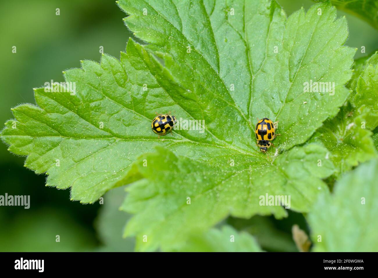 Due ladybugs arancioni su foglia verde in natura Foto Stock