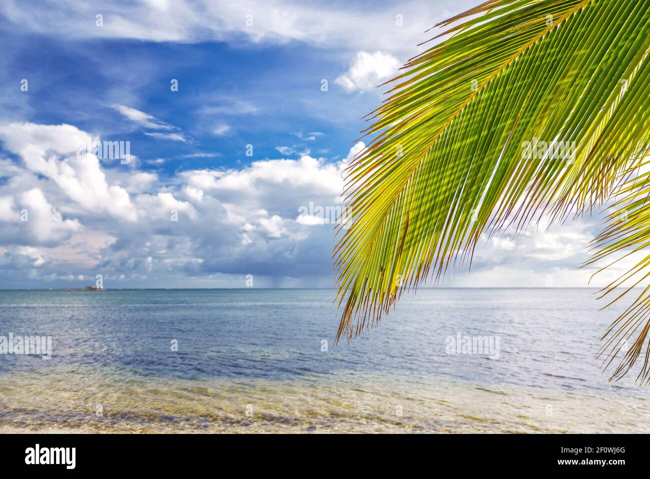Foglia di palma sull'acqua dell'oceano sulla spiaggia tropicale nella repubblica Dominicana Foto Stock