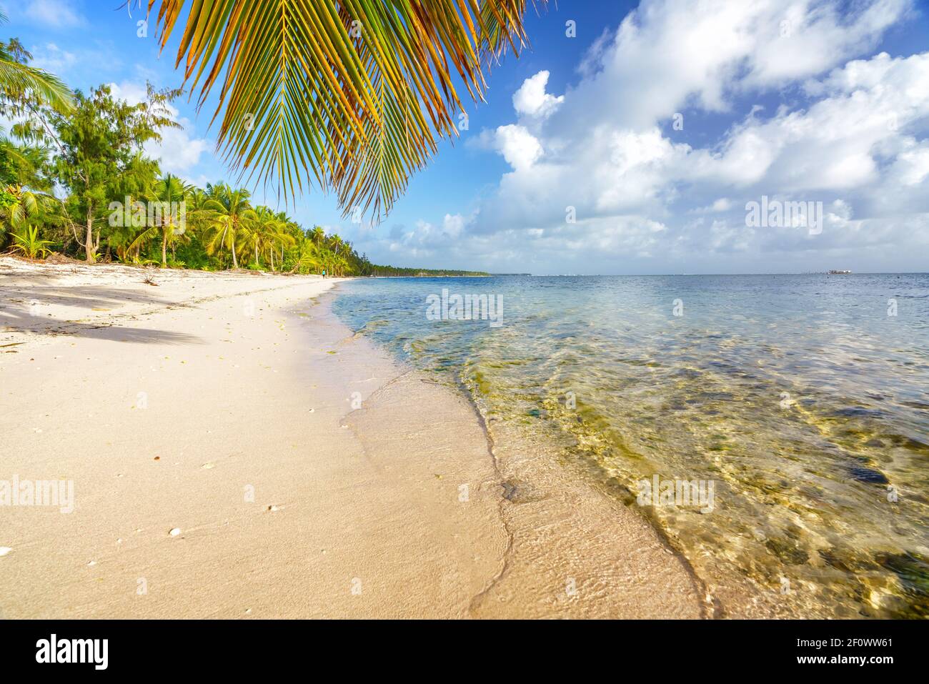 Foglia di palma sull'acqua dell'oceano sulla spiaggia tropicale nella repubblica Dominicana Foto Stock