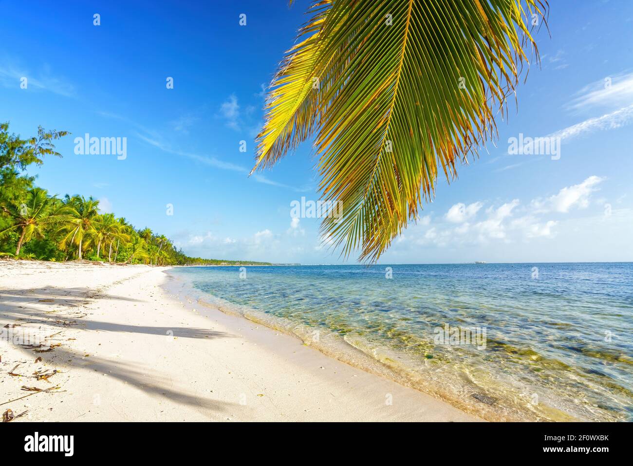 Foglia di palma sull'acqua dell'oceano sulla spiaggia tropicale nella repubblica Dominicana Foto Stock