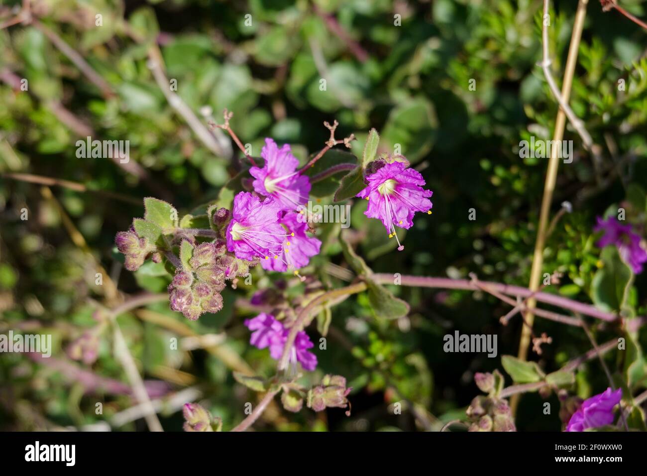 Desert Wishbone Bush (Mirabilis laevis) Orange County, California, Stati Uniti Foto Stock