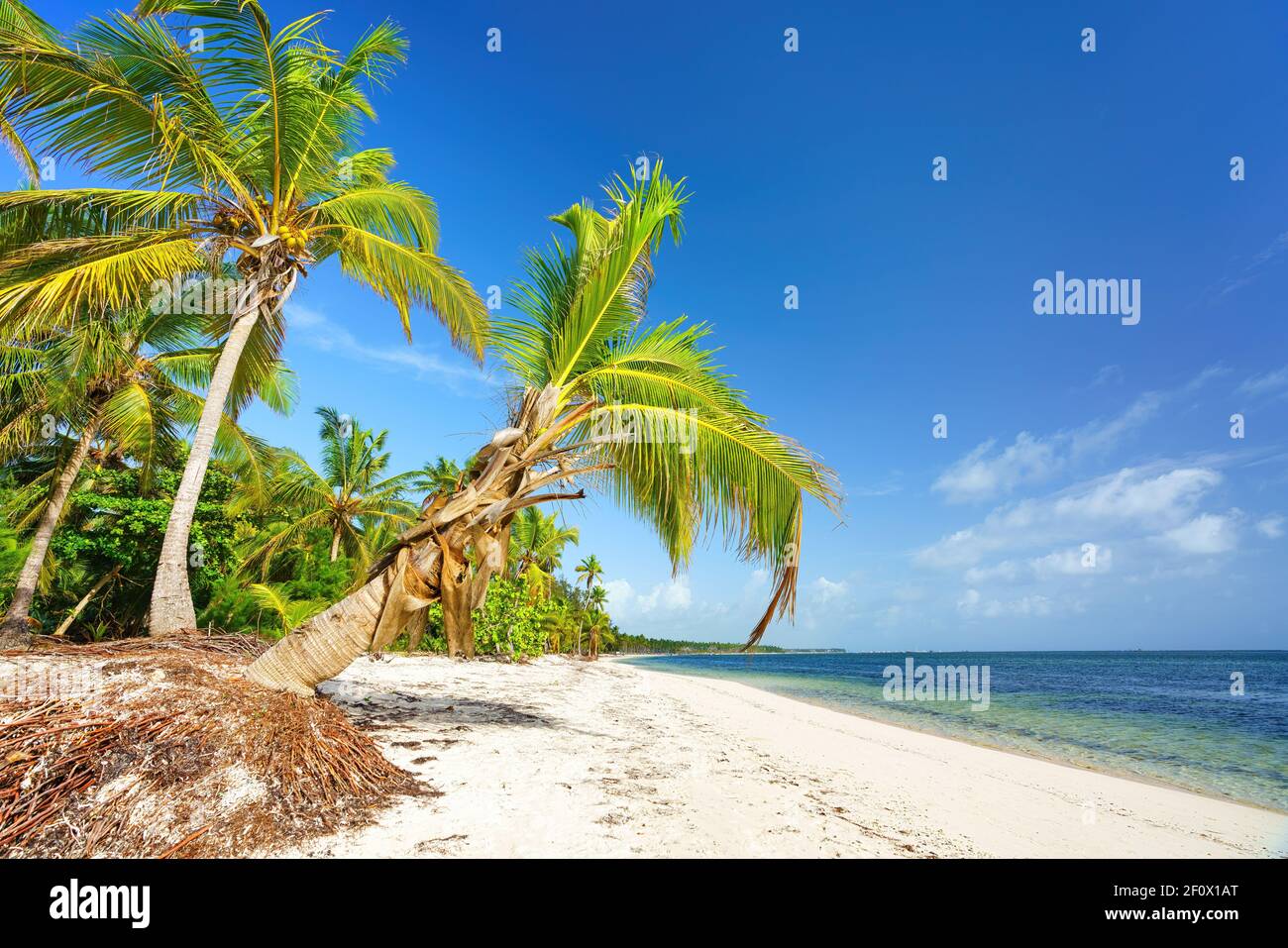 Palme sulla bella spiaggia tropicale soleggiata nella repubblica Dominicana Foto Stock