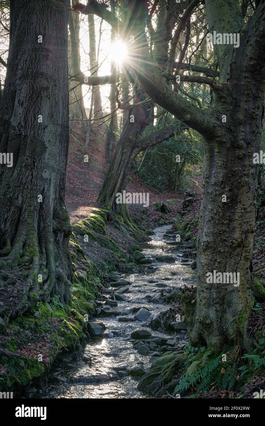 La luce del mattino che viene attraverso gli alberi per illuminare un torrente di foresta Foto Stock