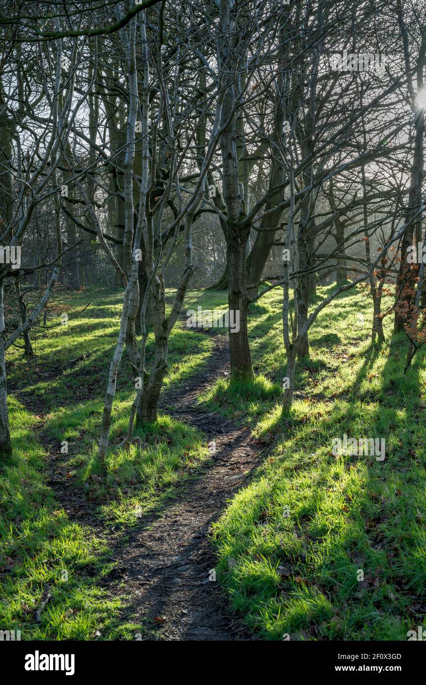 Sole di mattina che getta le ombre su un percorso tortuoso della foresta dentro Irlanda Foto Stock