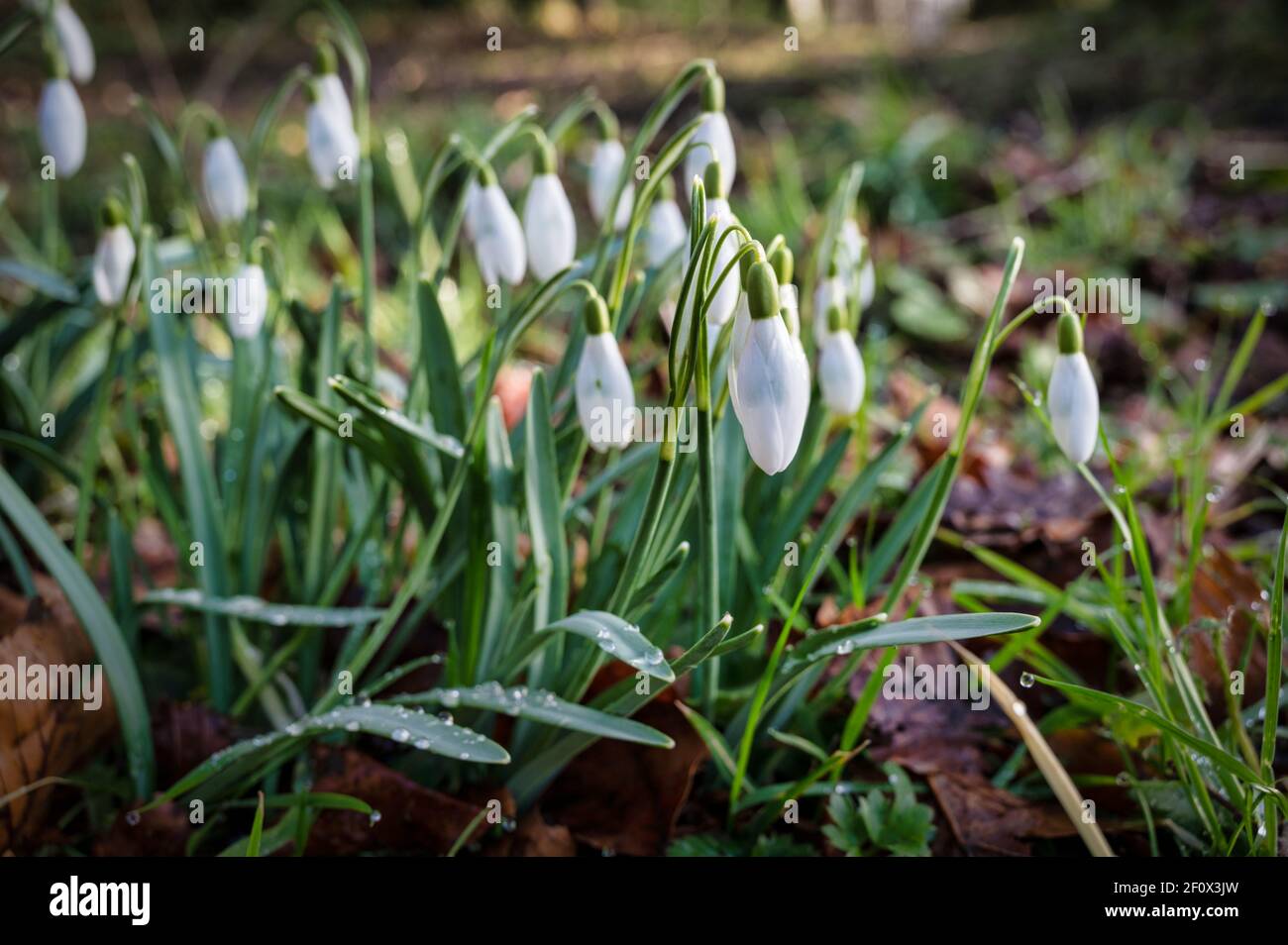Inverno Snowdrops fiorire in una foresta in Irlanda Foto Stock