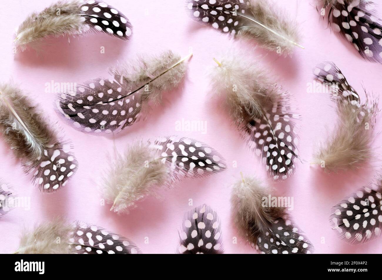 Piume di quill su sfondo rosa Foto Stock