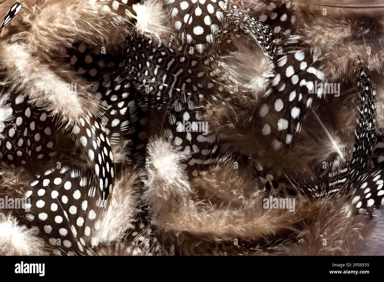 Piume quill si avvicinano come sfondo Foto Stock