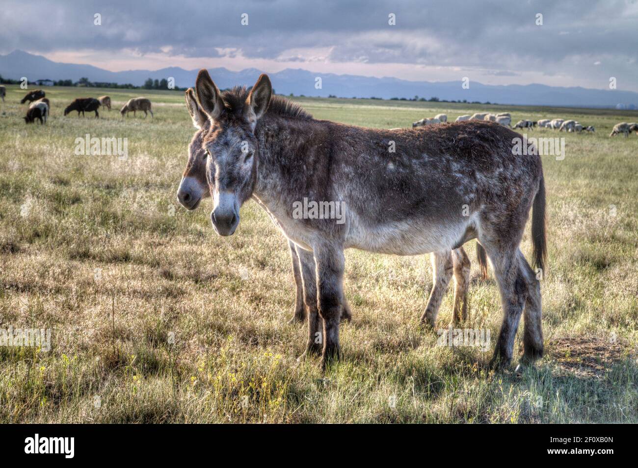 Due asini stanno in piedi guardia da coyote su un gregge di pecore. Foto Stock
