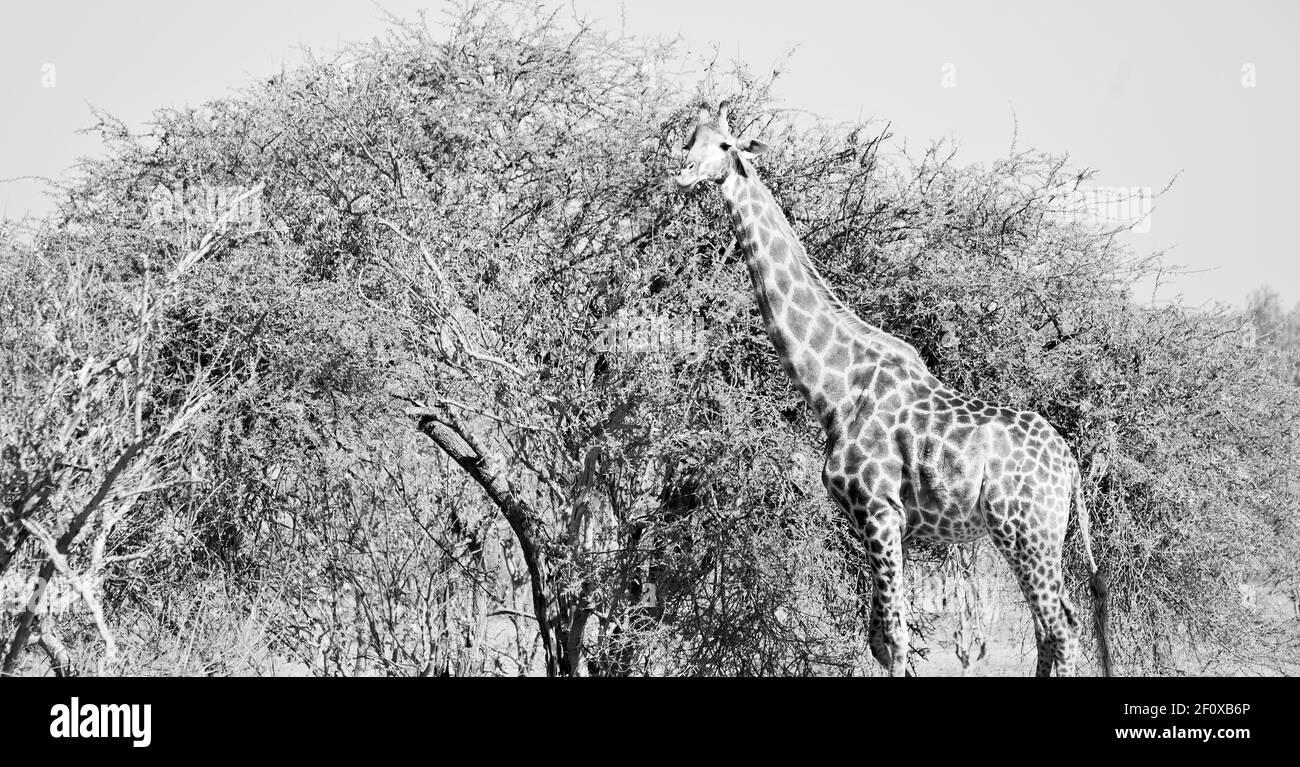 In Sud africa riserva naturale e giraffe Foto Stock