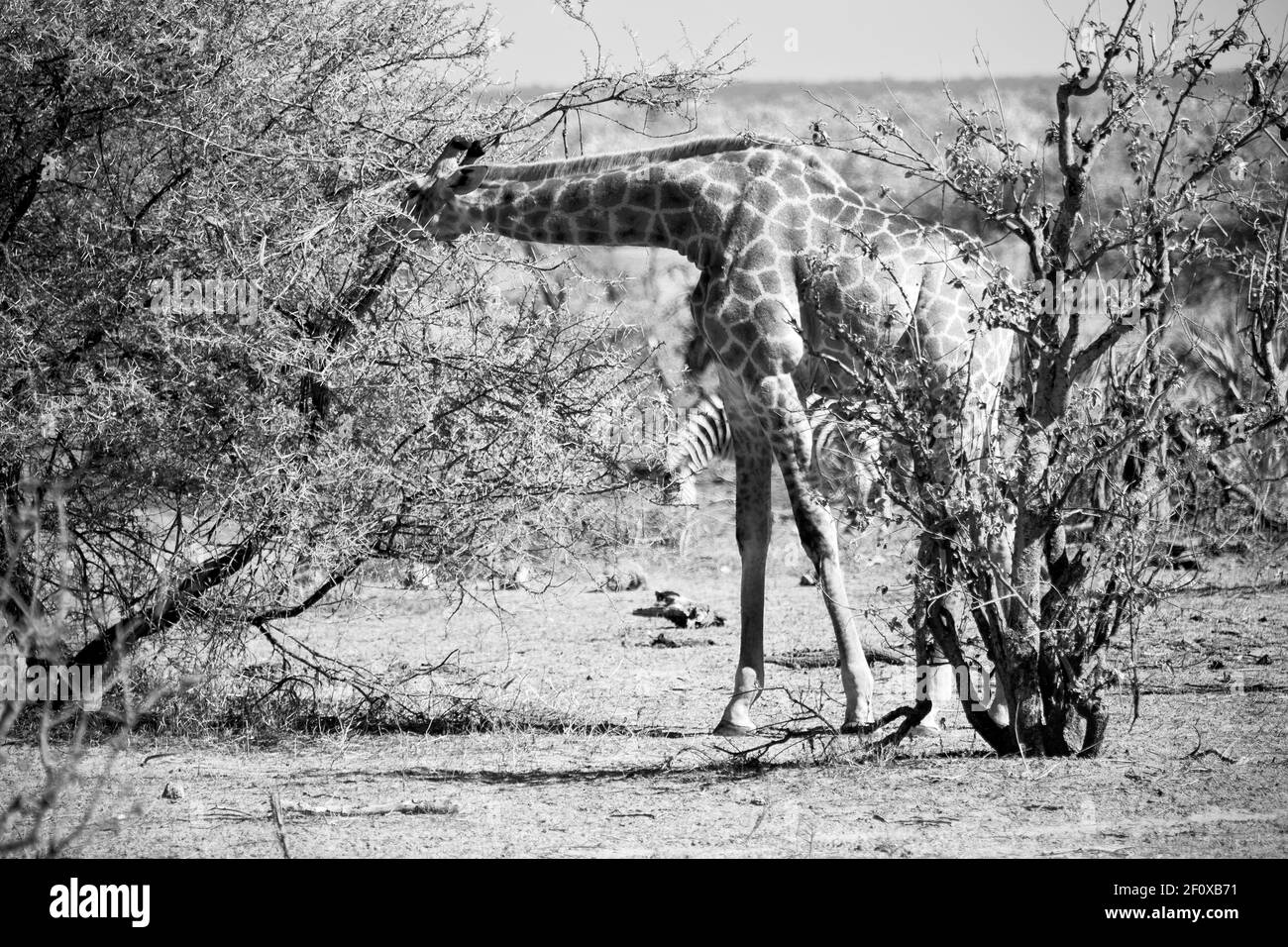 In Sud africa riserva naturale e giraffe Foto Stock
