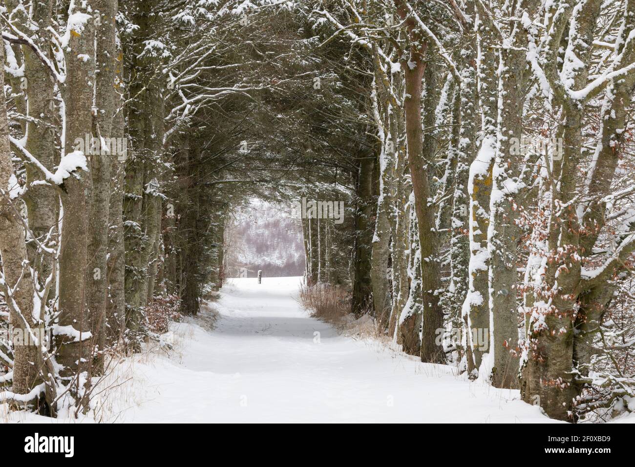 Un vialetto coperto di neve attraverso un tunnel di alberi (Sitka Spruce, Scots Pine & Beech) nella campagna dell'Aberdeenshire Foto Stock