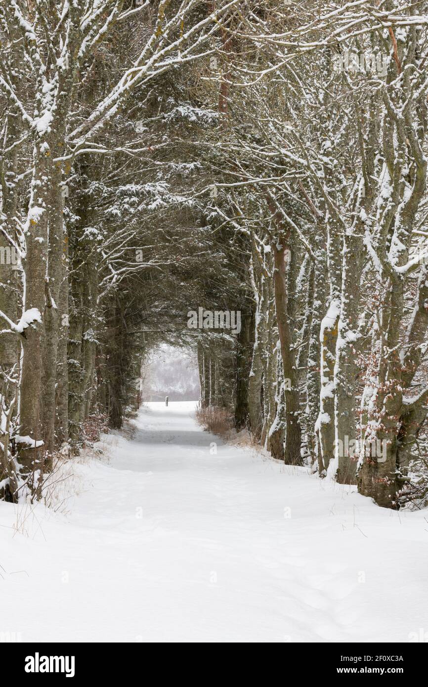 Una pista coperta di neve attraverso un tunnel di alberi (Principalmente faggio e abete Sitka) nella Scozia rurale Foto Stock