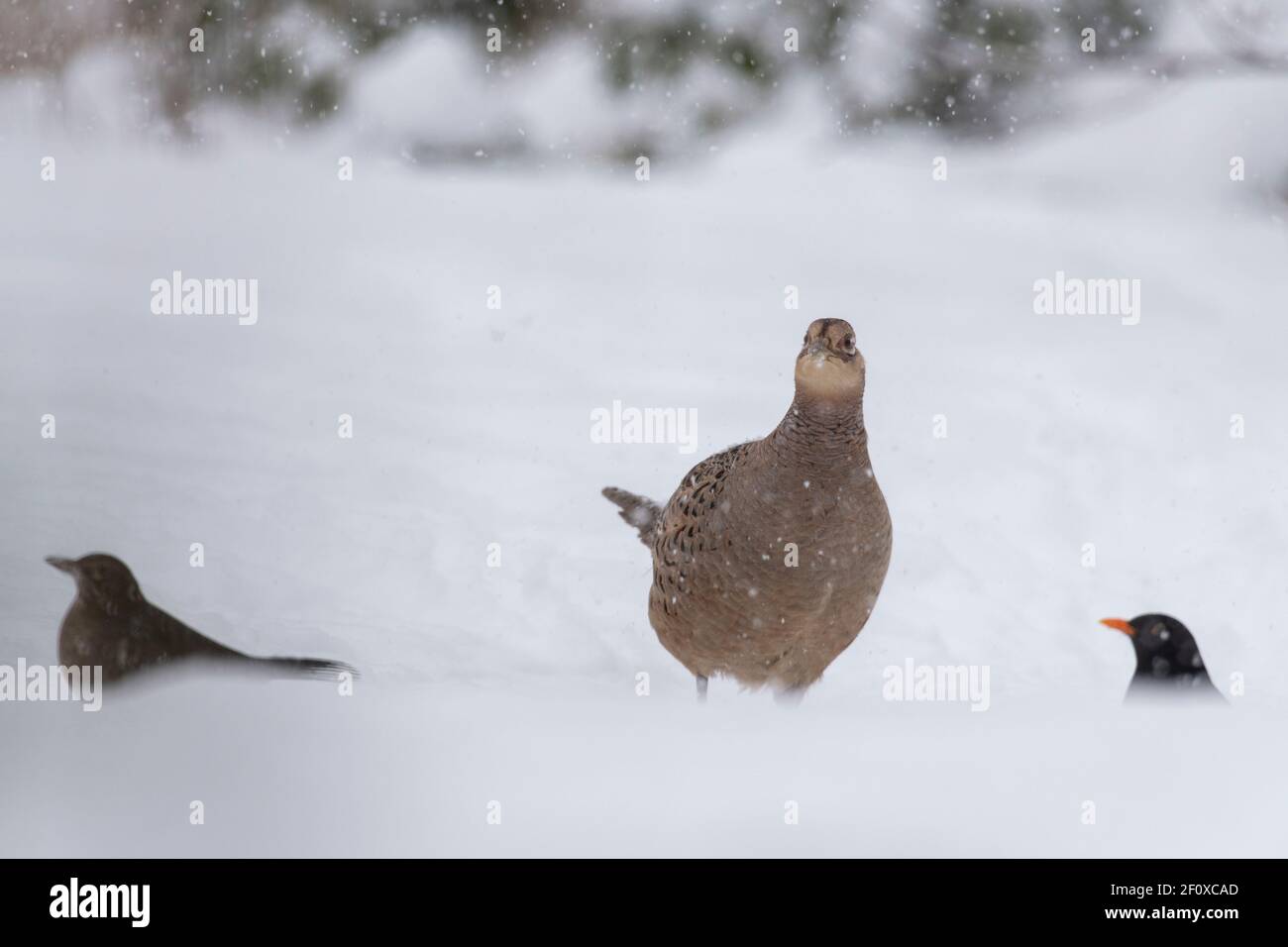 Un Femminile fagiano (Phasianus Colchicus) e due Blackbirds (Maschio e femmina) Ricerca di cibo in inverno quando nevica Foto Stock