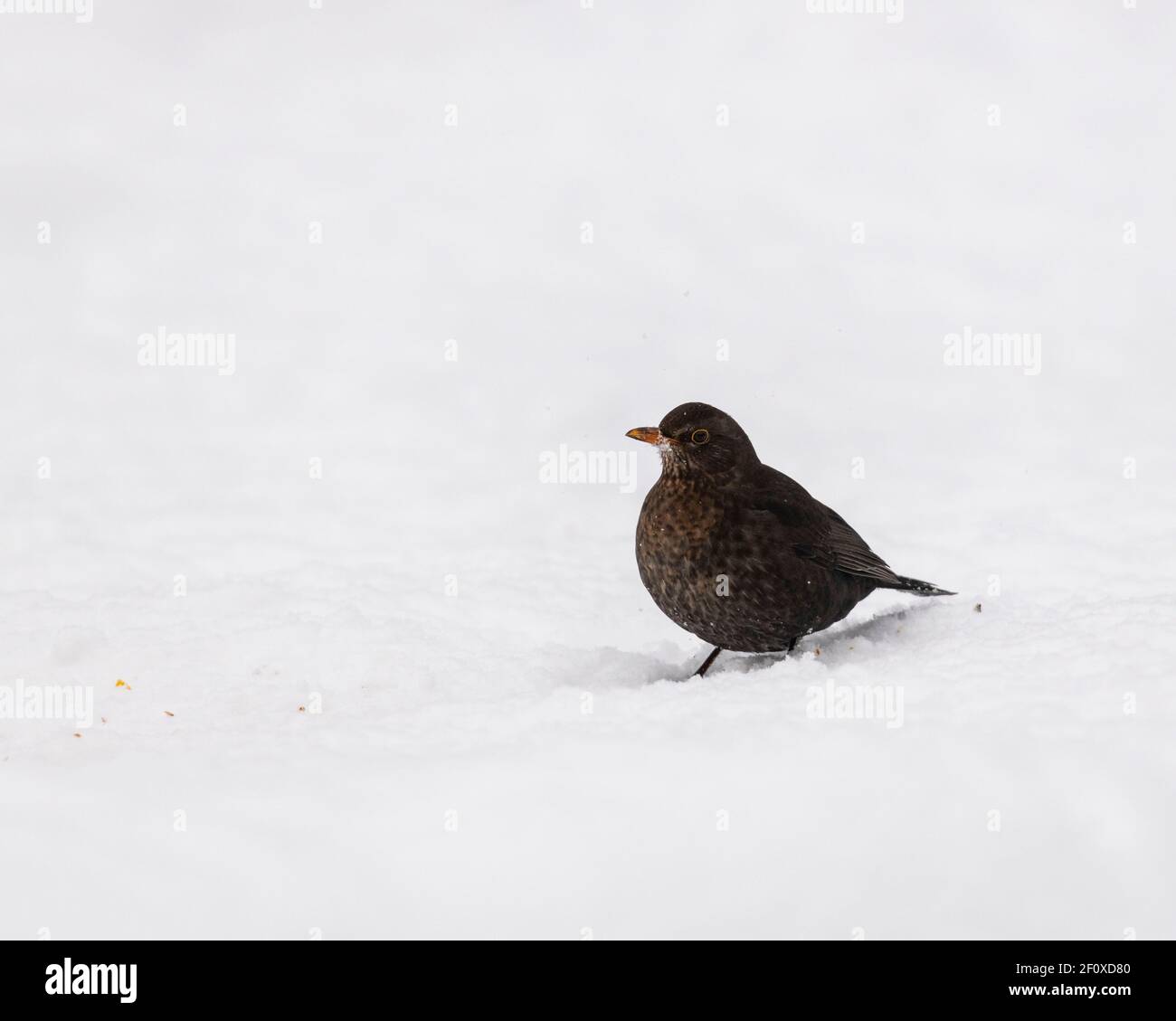 Un uccello nero femminile (Turdus Merula) Alimentazione su seme caduto da un alimentatore di uccello di giardino dentro Inverno Foto Stock
