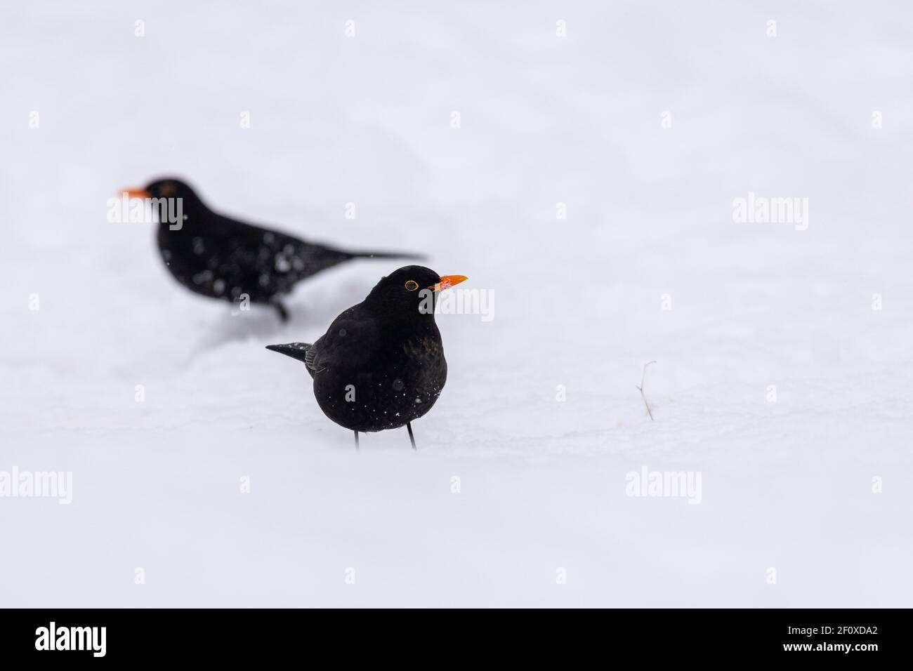 Due Blackbirds maschio (Turdus Merula) alla ricerca di cibo in inverno Foto Stock