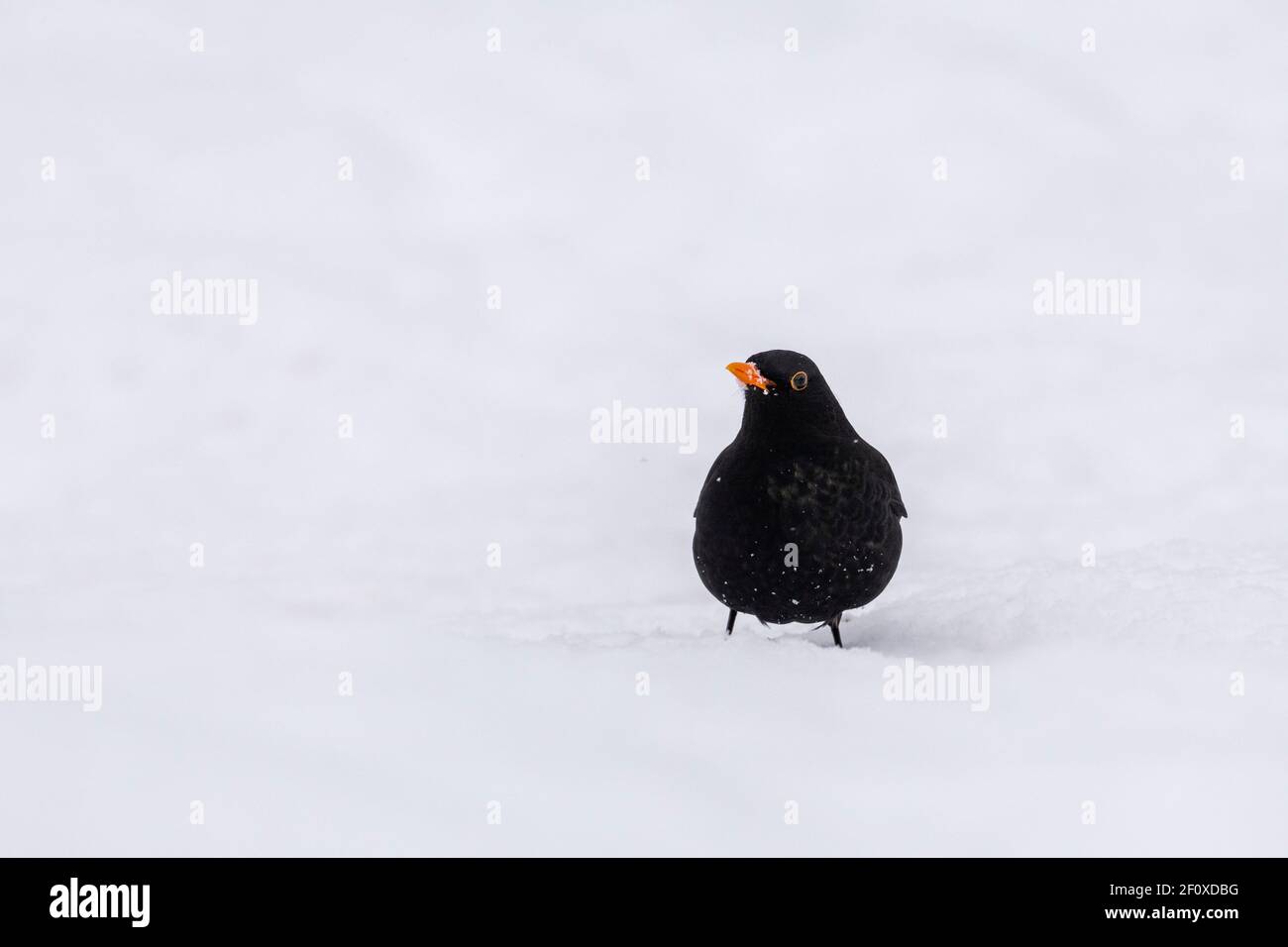 Un uccello nero maschile (Turdus Merula) In piedi sulla neve alla ricerca di cibo Foto Stock