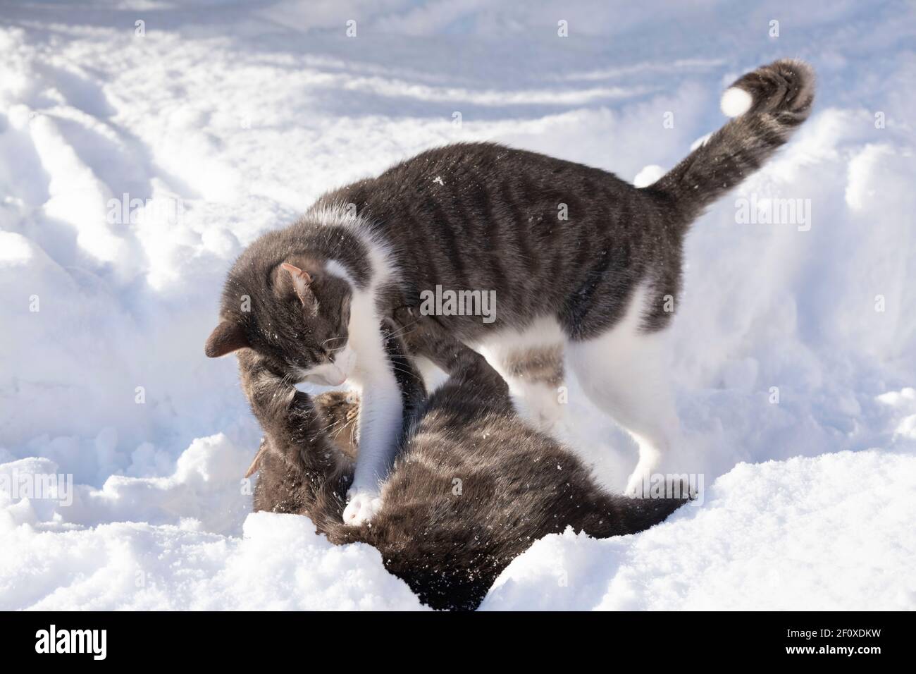 Due gatti per animali domestici (gatti da tavolo grigi e grigi e bianchi) Gioca combattimenti nella neve Foto Stock