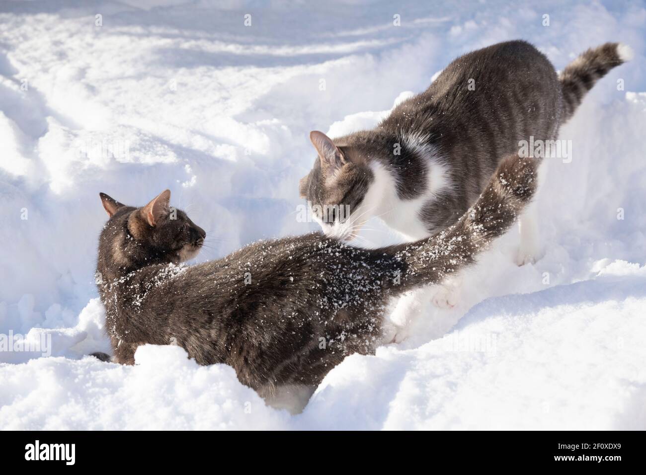 Due gatti per animali, uno grigio l'altro grigio e bianco, giocando insieme all'aperto nella neve Foto Stock