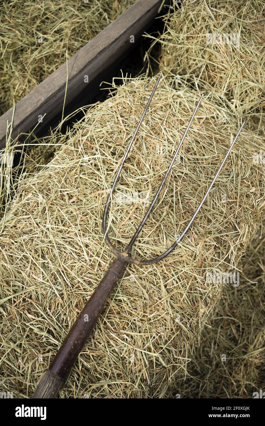 Vecchia fattoria in legno forcone attrezzo attrezzatura equipaggiamento granaio Foto Stock