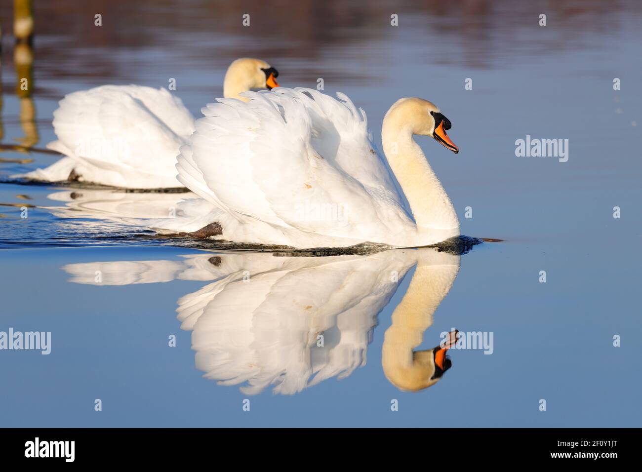 Un paio di Mute Swans (Cygnus olor) Visto al RSPB St Aidan's Nature Park a Swillington, West Yorkshire, Regno Unito Foto Stock