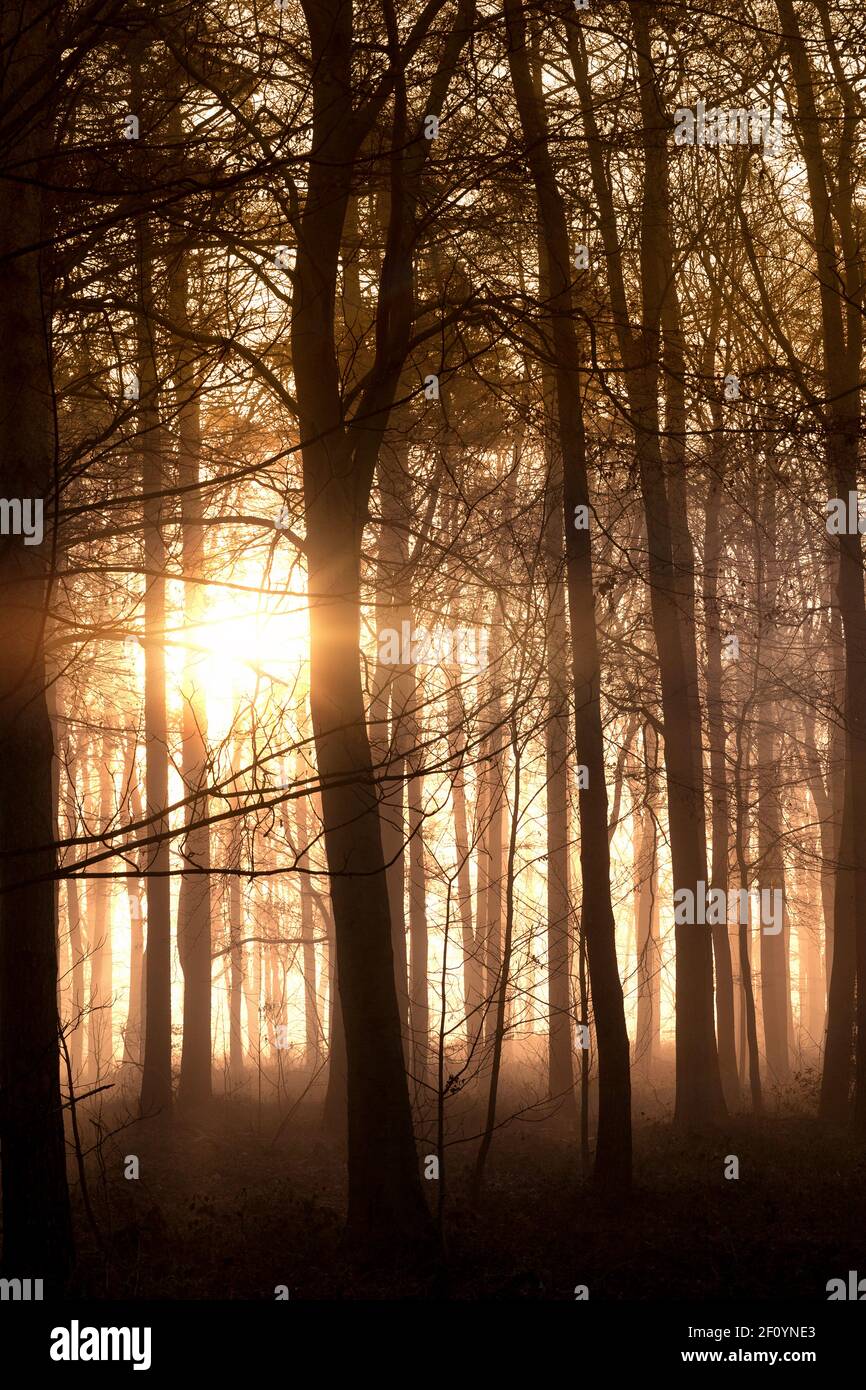 Bella foresta selvaggia all'alba con sole splendente attraverso gli alberi. Ombre scure e nebbia nel paesaggio del Norfolk England Foto Stock