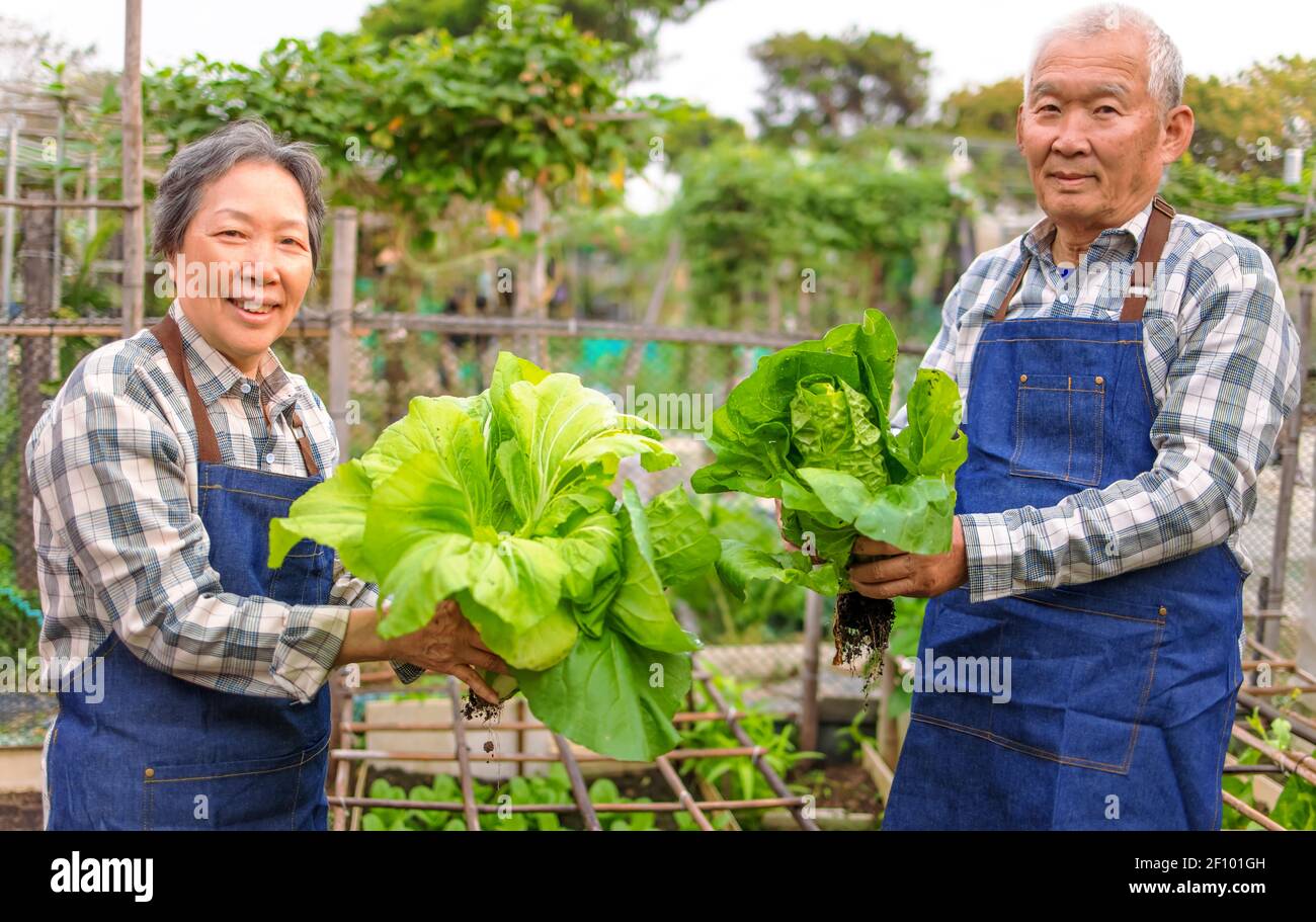 Felice agricoltore di coppia anziana che mostra verdure fresche verdi nel orto Foto Stock