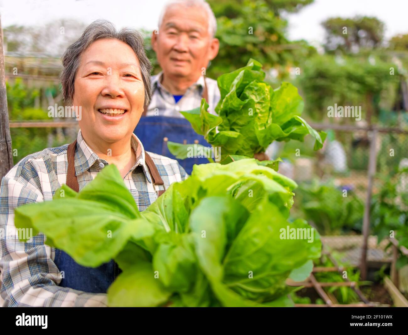 Felice agricoltore di coppia anziana che mostra verdure fresche verdi nel orto Foto Stock