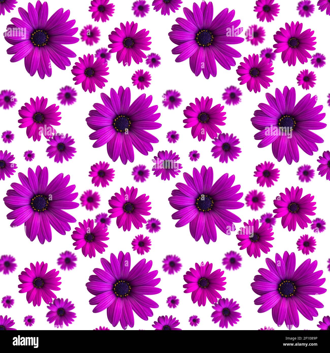 Belle teste di fiori viola o viola motivo senza cuciture su sfondo bianco. Vista dall'alto dei fiori. Banner. Margherita africano Foto Stock