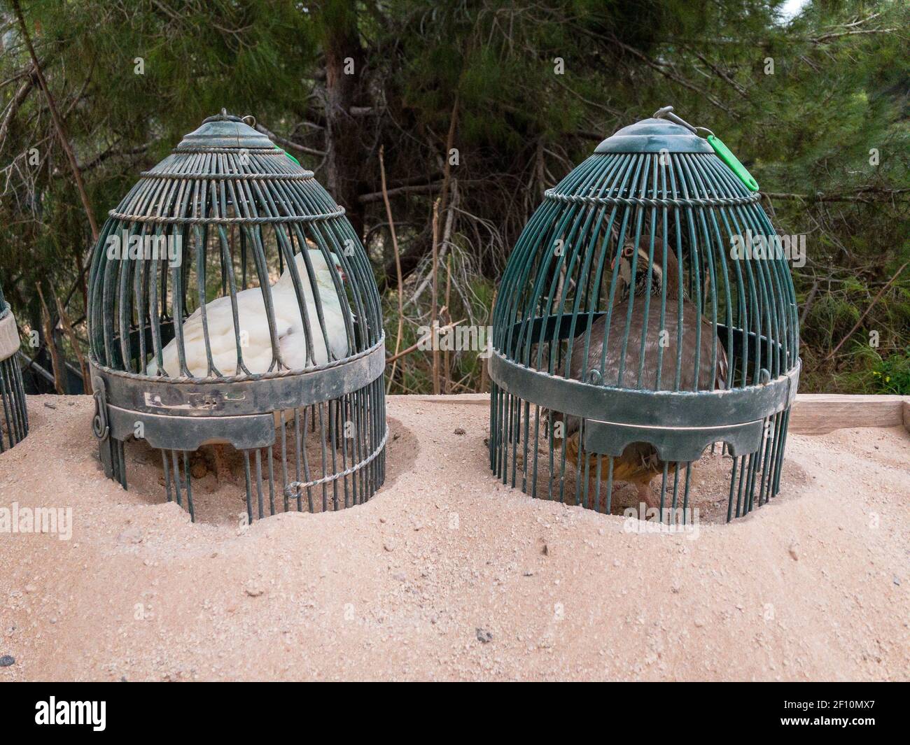 Piccola fattoria di uova quaglie nel cortile urbano. Uccelli in gabbie Foto Stock