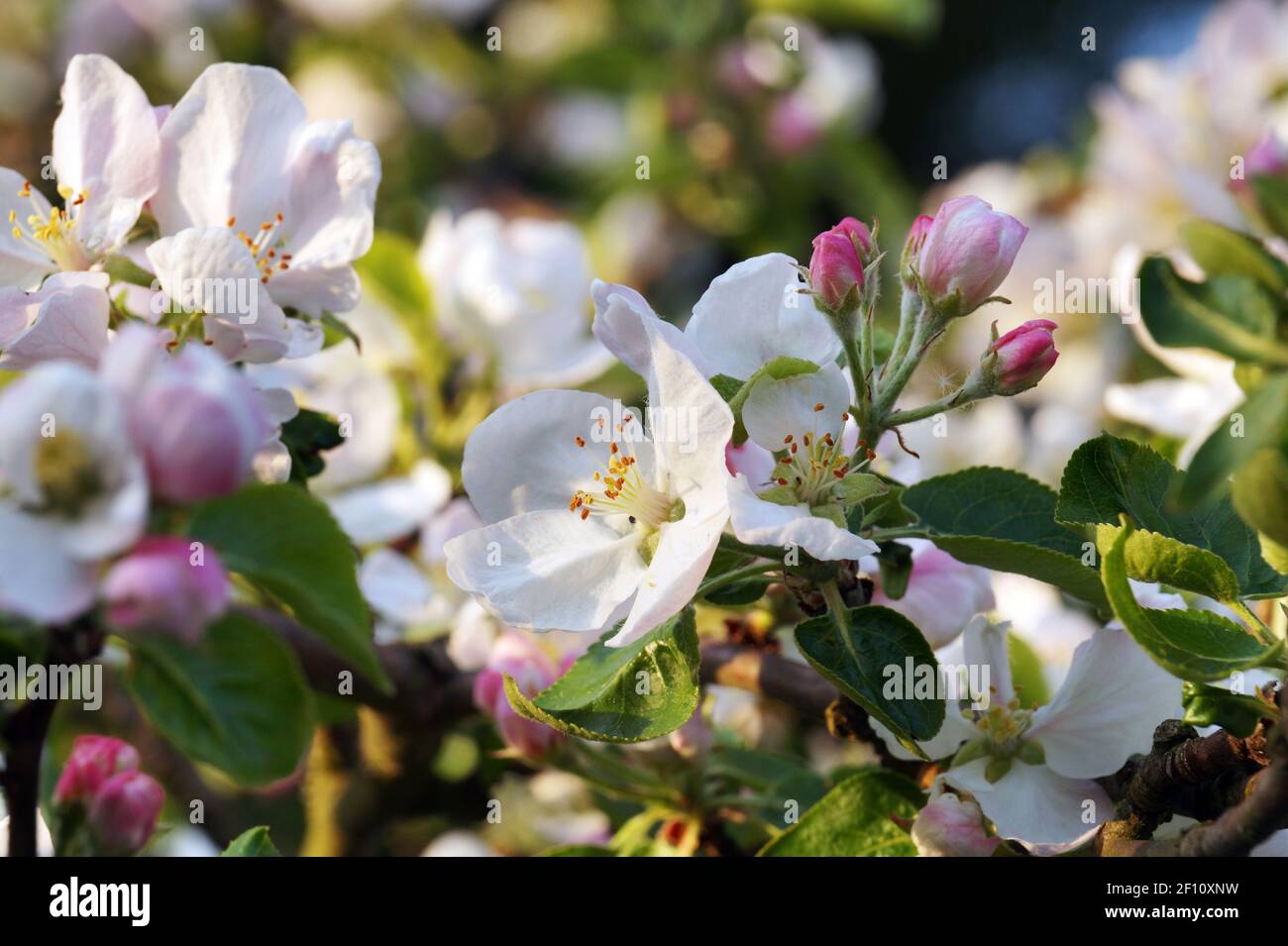 Frutteto in primavera. Alberi di mela in fiore, gemme e fiori completamente sviluppati. Foto Stock
