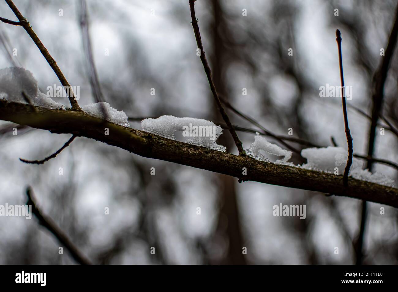 Strutture di neve e ghiaccio sul ramoscello, foto di closeup di scioglimento della neve Foto Stock
