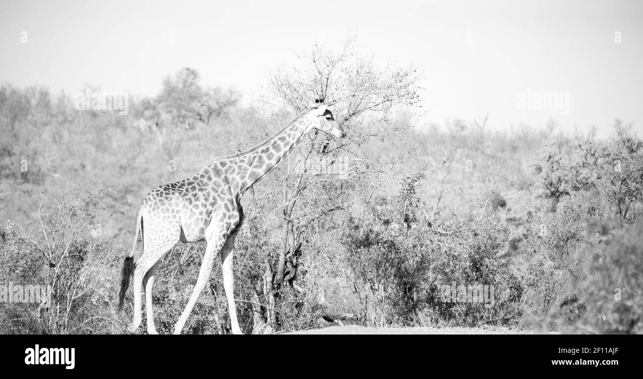 In Sud africa riserva naturale e. giraffa Foto Stock