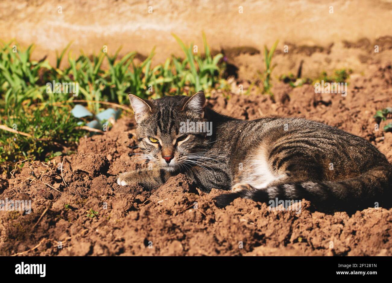 Tabby gatto in giardino Foto Stock