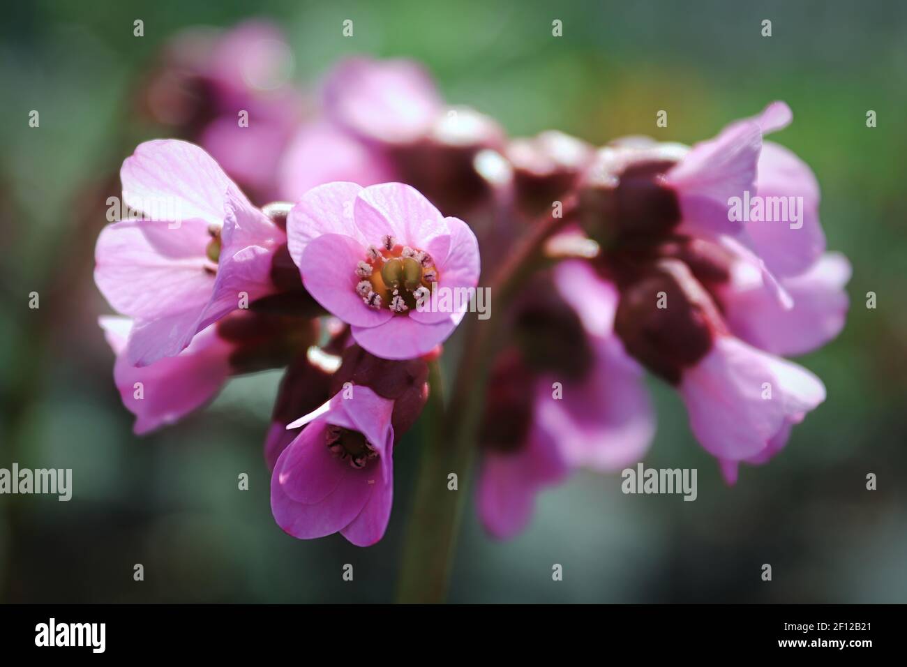 Macro vista della fioritura della tromba di bergina Foto Stock