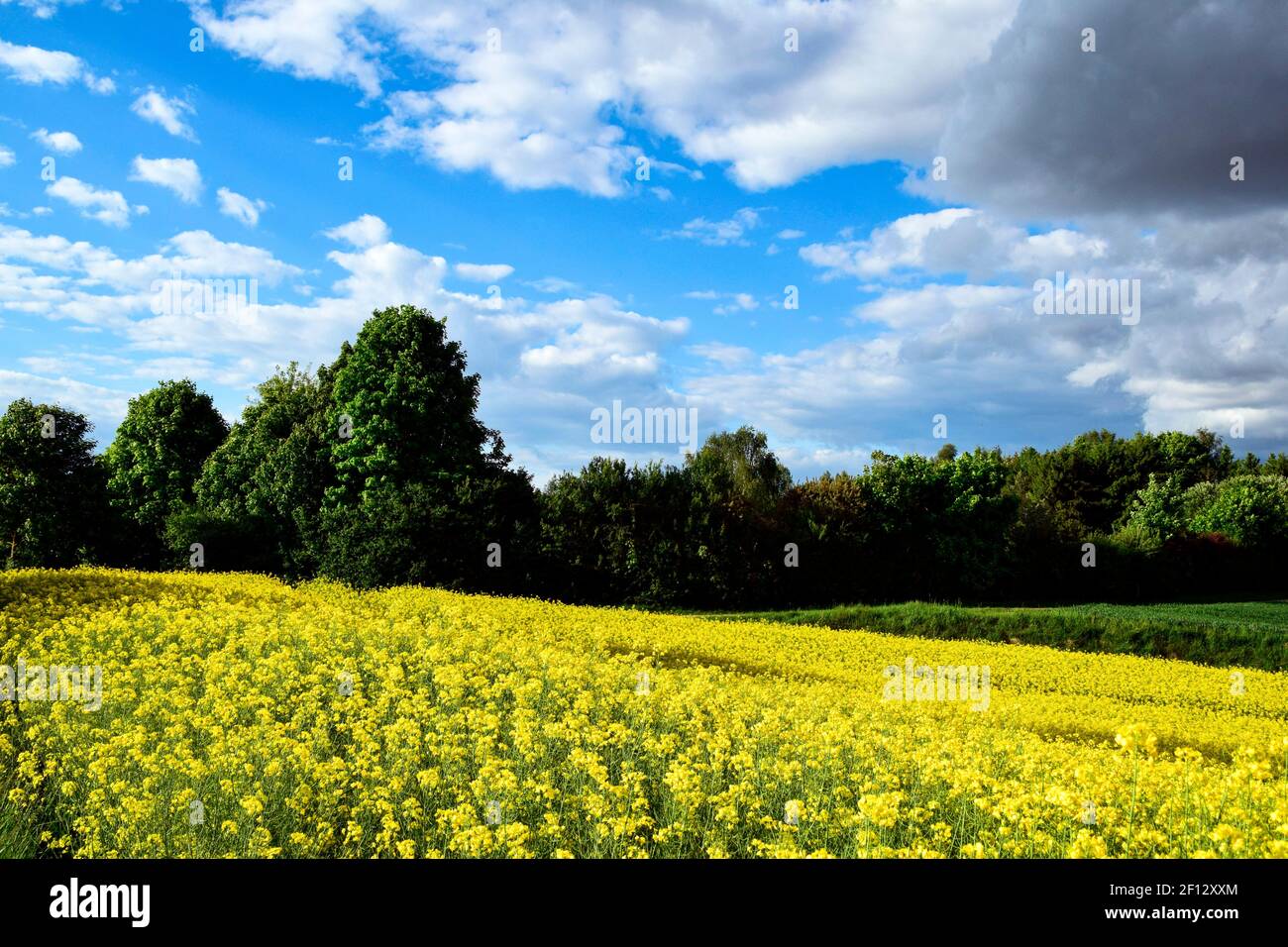 campo di fiori gialli con alberi sullo sfondo e. cielo blu con nuvole Foto Stock