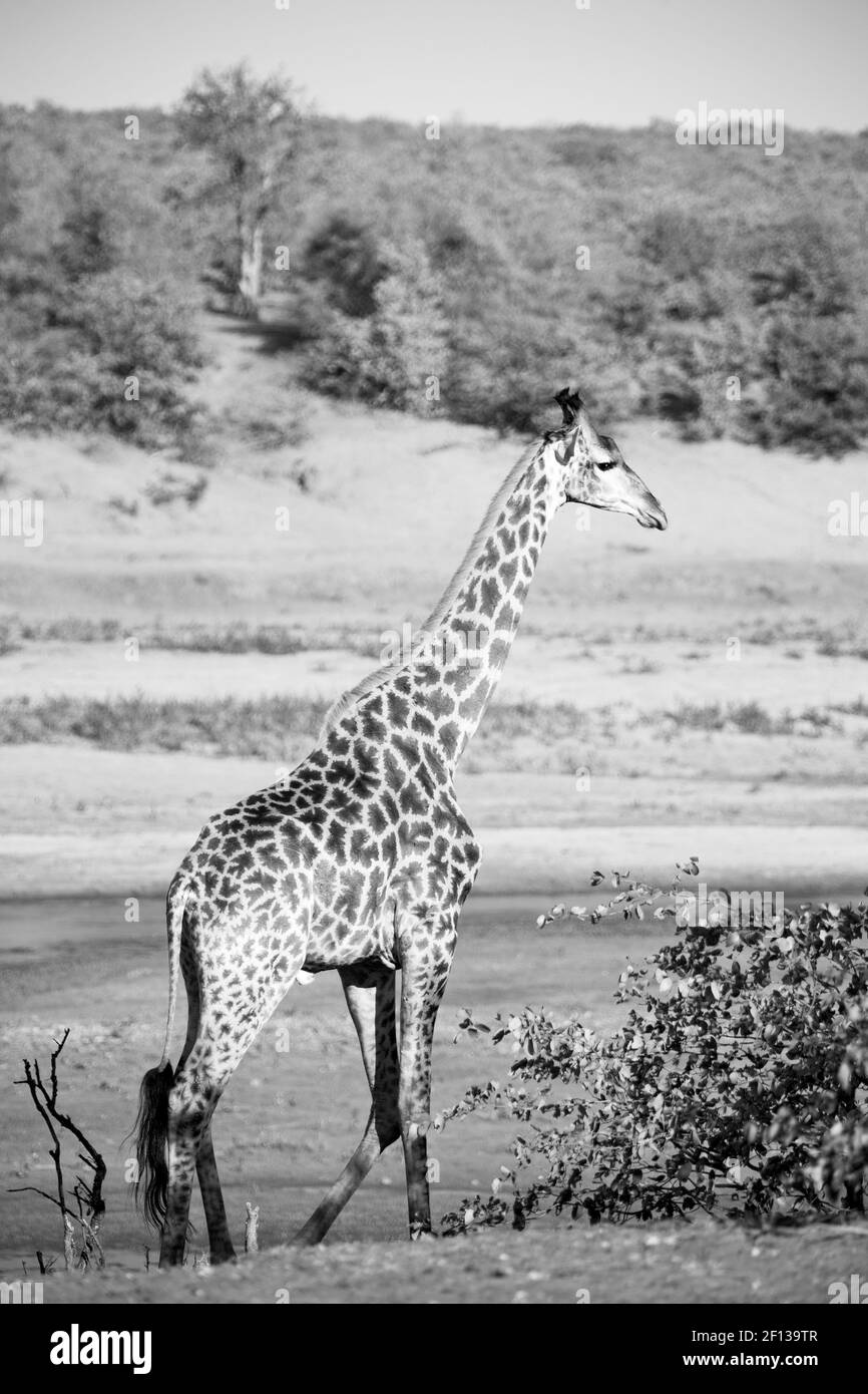 In Sud africa riserva naturale e. giraffa Foto Stock