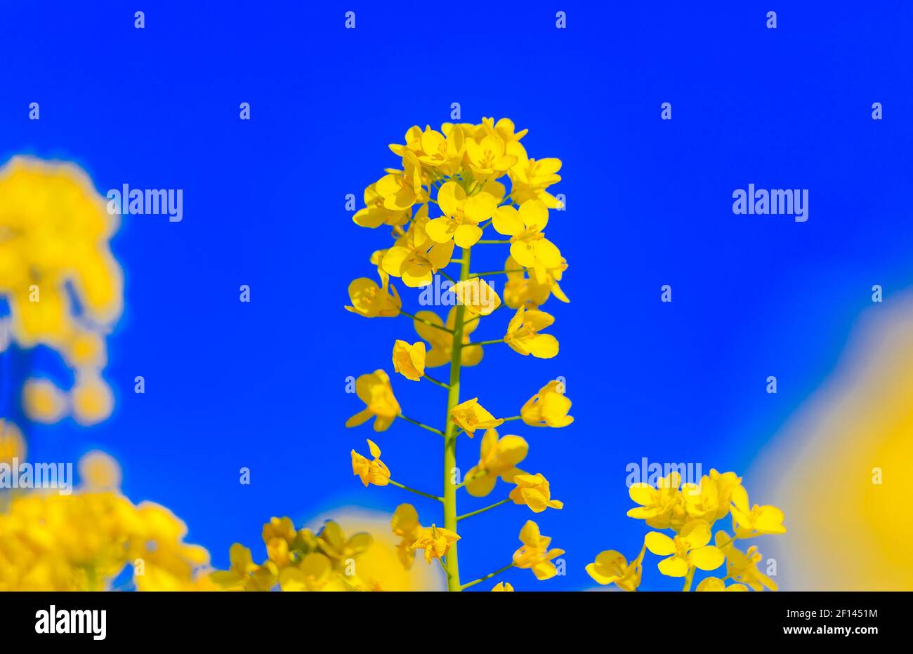 Fiori di senape giallo dorato che fioriscono tra le viti di un vigneto in primavera nella Napa Valley di Yountville, California, USA Foto Stock