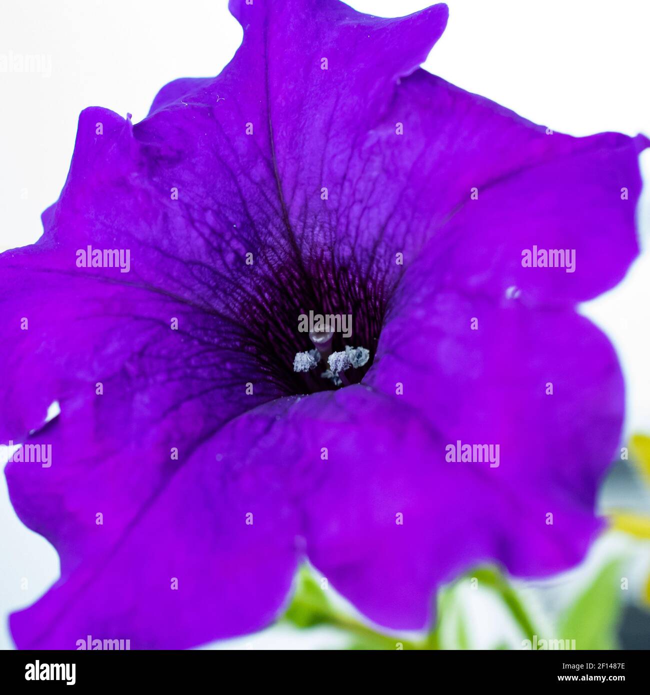 Fiore viola profondo di micro sparare Foto Stock
