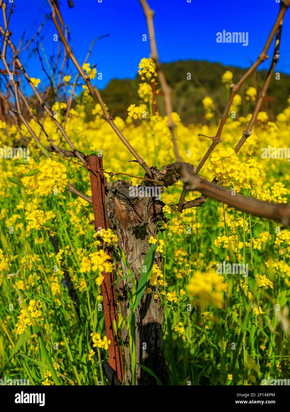 Fiori di senape giallo dorato che fioriscono tra le viti di un vigneto in primavera nella Napa Valley di Yountville, California, USA Foto Stock