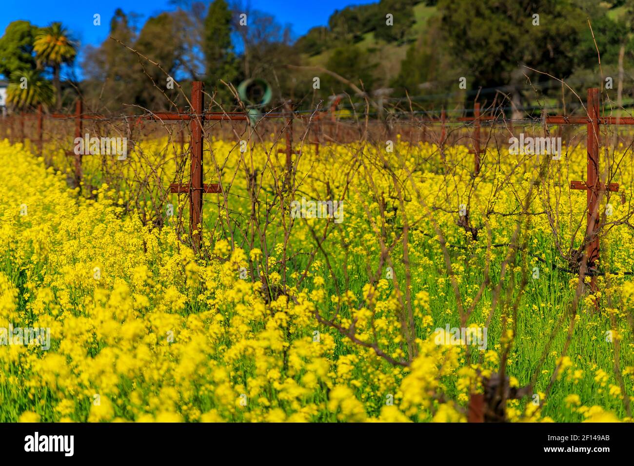Fiori di senape giallo dorato che fioriscono tra le viti di un vigneto in primavera nella Napa Valley di Yountville, California, USA Foto Stock