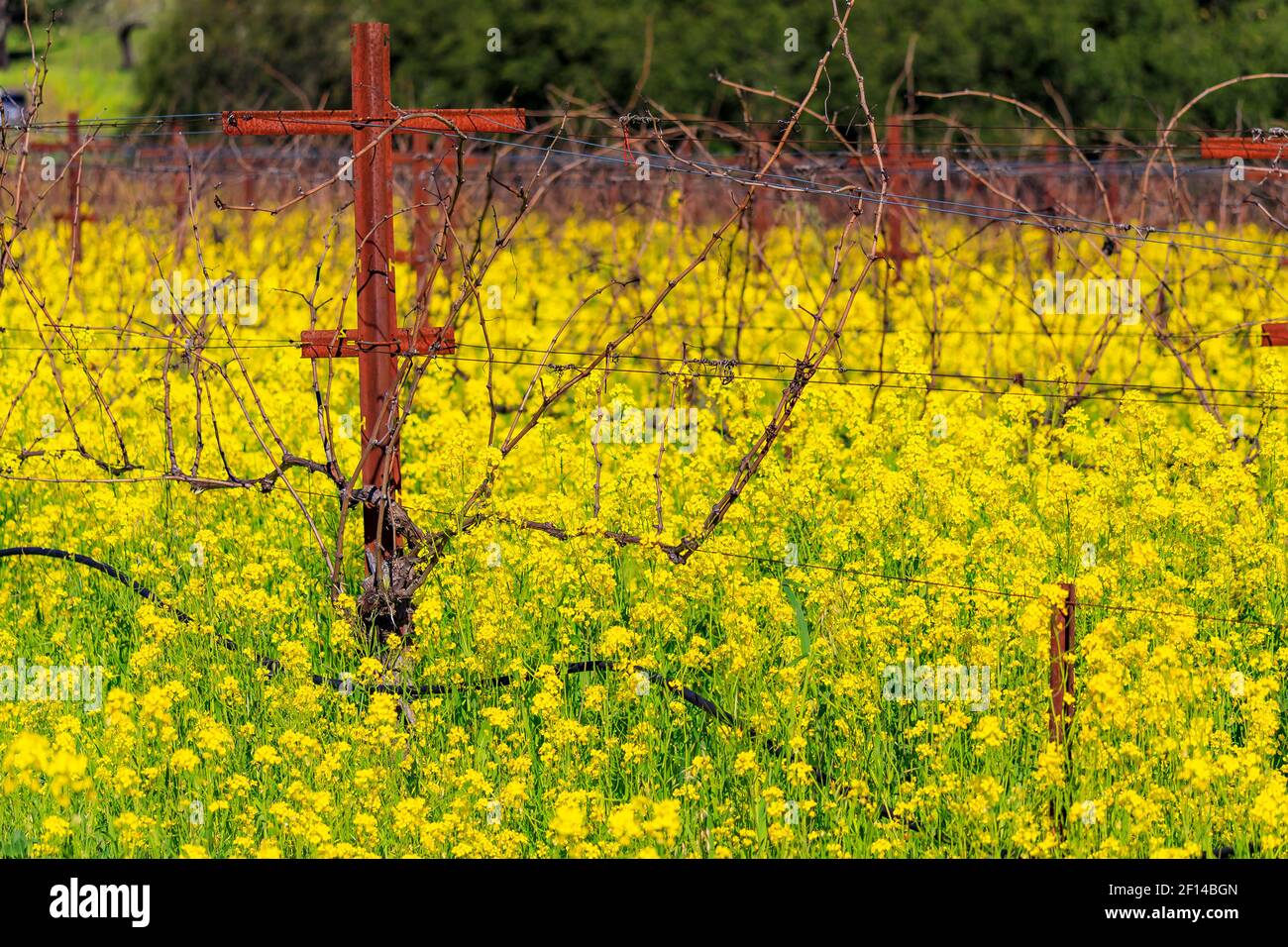 Fiori di senape giallo dorato che fioriscono tra le viti di un vigneto in primavera nella Napa Valley di Yountville, California, USA Foto Stock