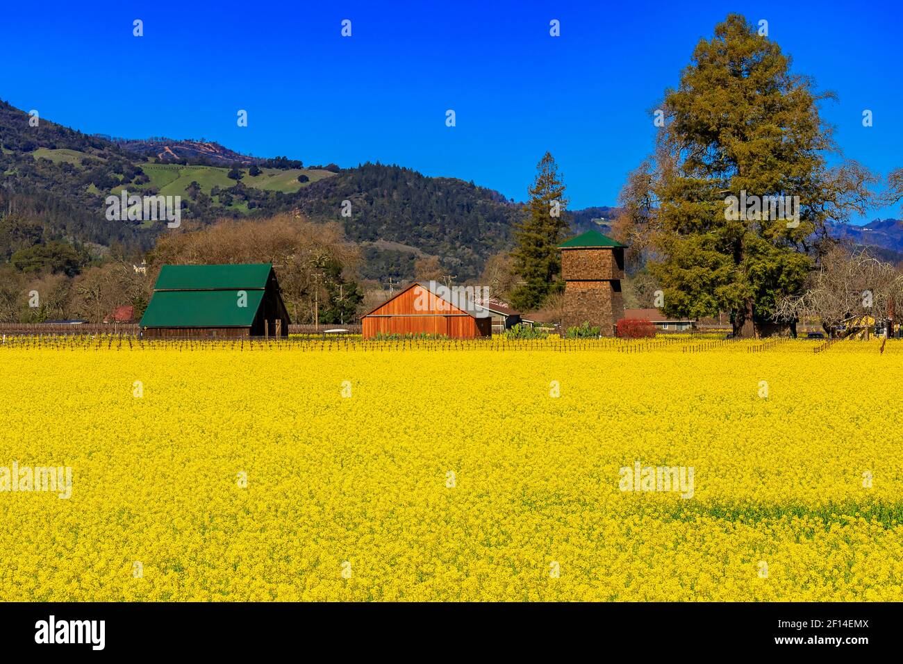 Fiori di senape giallo dorato che fioriscono tra le viti di un vigneto in primavera nella Napa Valley di Yountville, California, USA Foto Stock