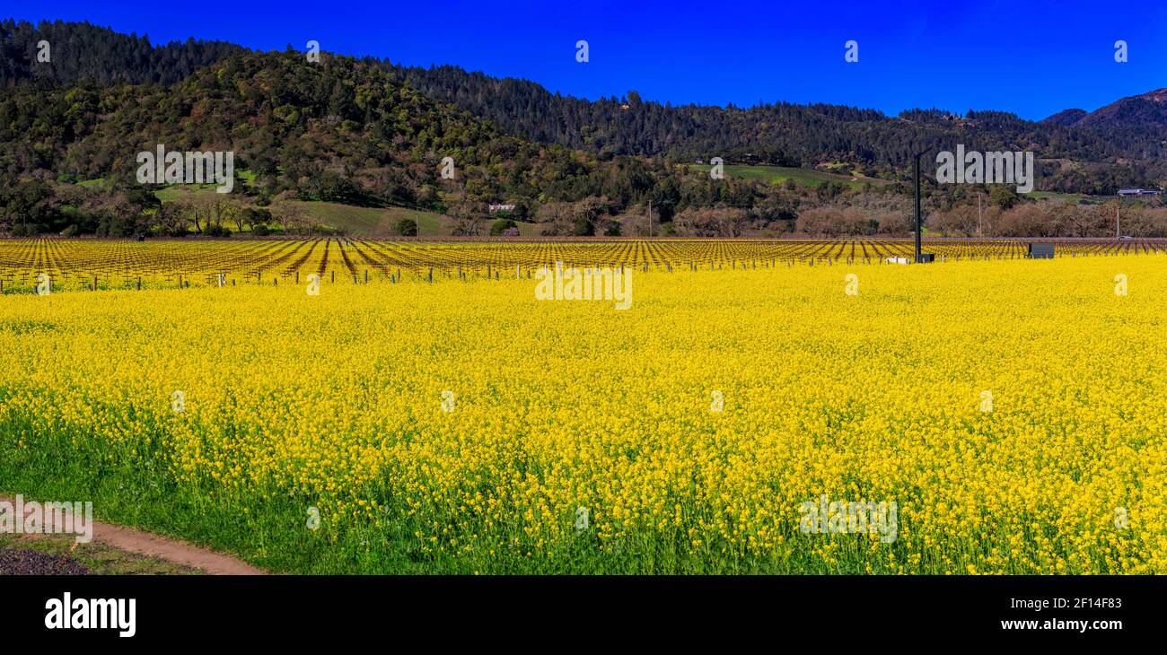 Fiori di senape giallo dorato che fioriscono tra le viti di un vigneto in primavera nella Napa Valley di Yountville, California, USA Foto Stock